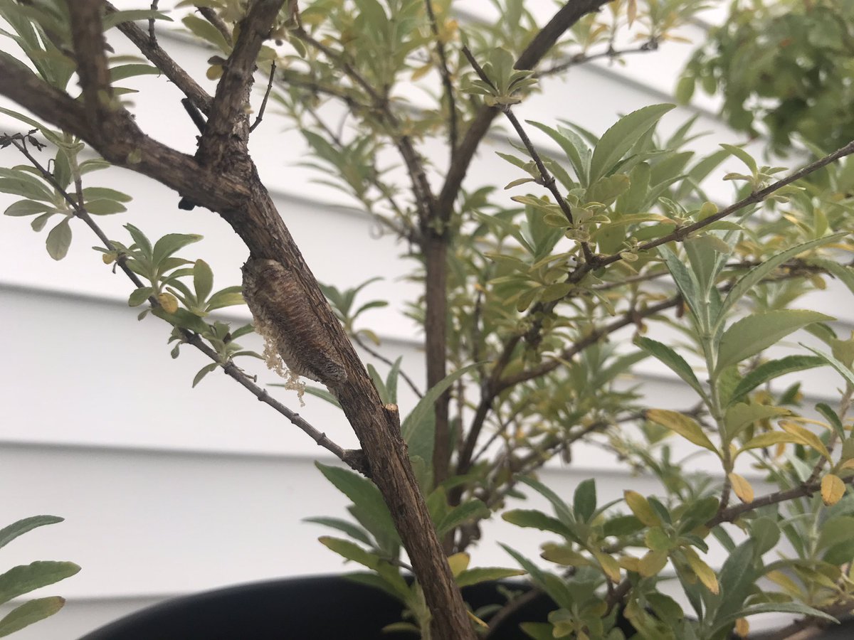 AviWisnia's tweet photo. itโs happening!!! iโm about to give birth to a brood of little baby mantusses
#babymantis (emoji pending) https://t.co/YHHKw9xS9w