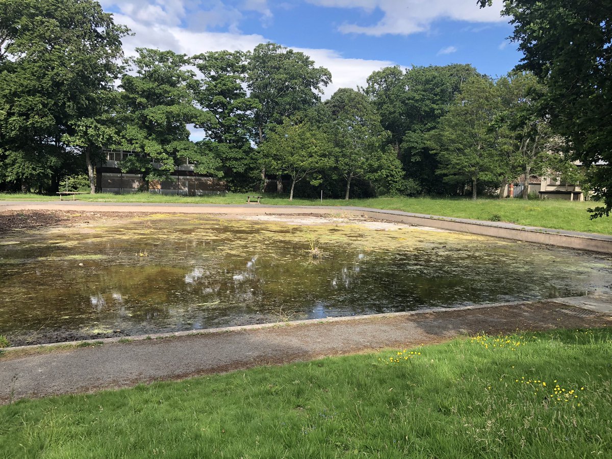 @BayofColwyn @colwynCBC @BBCSpringwatch Not sue why...... but I wish council hadn’t emptied the water out of the small boating pond😡😡 It was full of tadpoles small frogs, newts and aquatic-insects. Just can’t see why they would do it.🤷🏼‍♂️