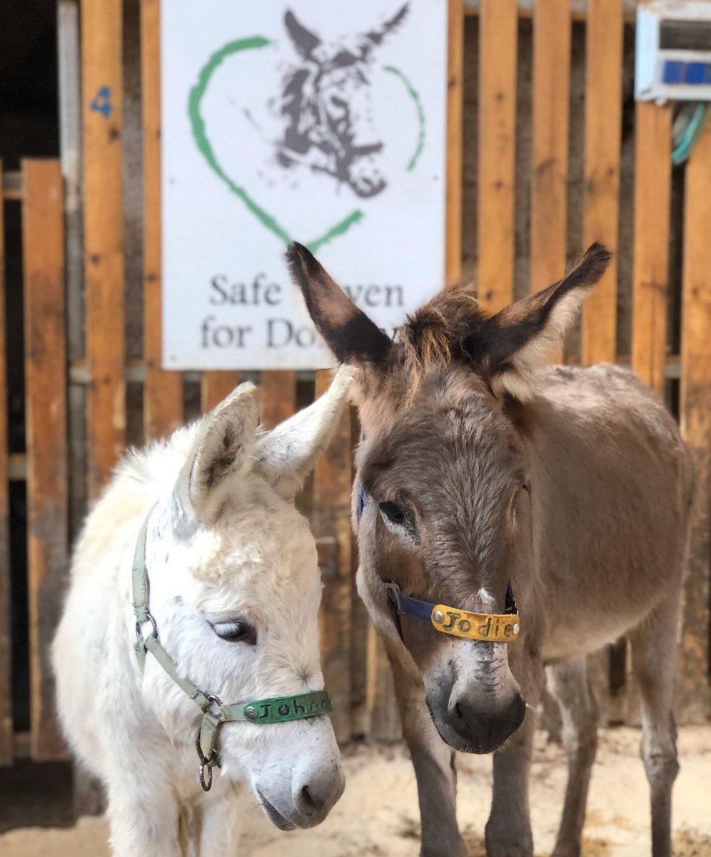 🥕Good evening from two more of our sanctuary residents Jodie &amp; Johnny.  

Johnny was only about 5 months old when he was found walking up a busy highway with Jodie, presumably his mother 💔 they are safe now &amp; love life at our sanctuary 🙏🧡
