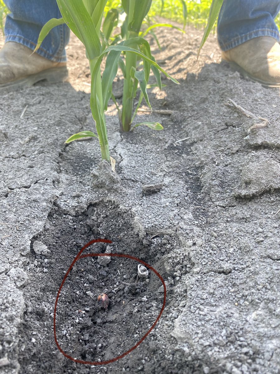 HandsorPaige's tweet photo. Checking out demo fields planted with the Maestro in SW Ont w/ @jeremycnoble TAKE AWAY FROM TODAY if you see a skip, it’s easy to assume it’s the machine but after digging at 5 different fields majority of the time the cause was a bad seed. @HorschLLC #DigFirst https://t.co/3NodDry7oB
