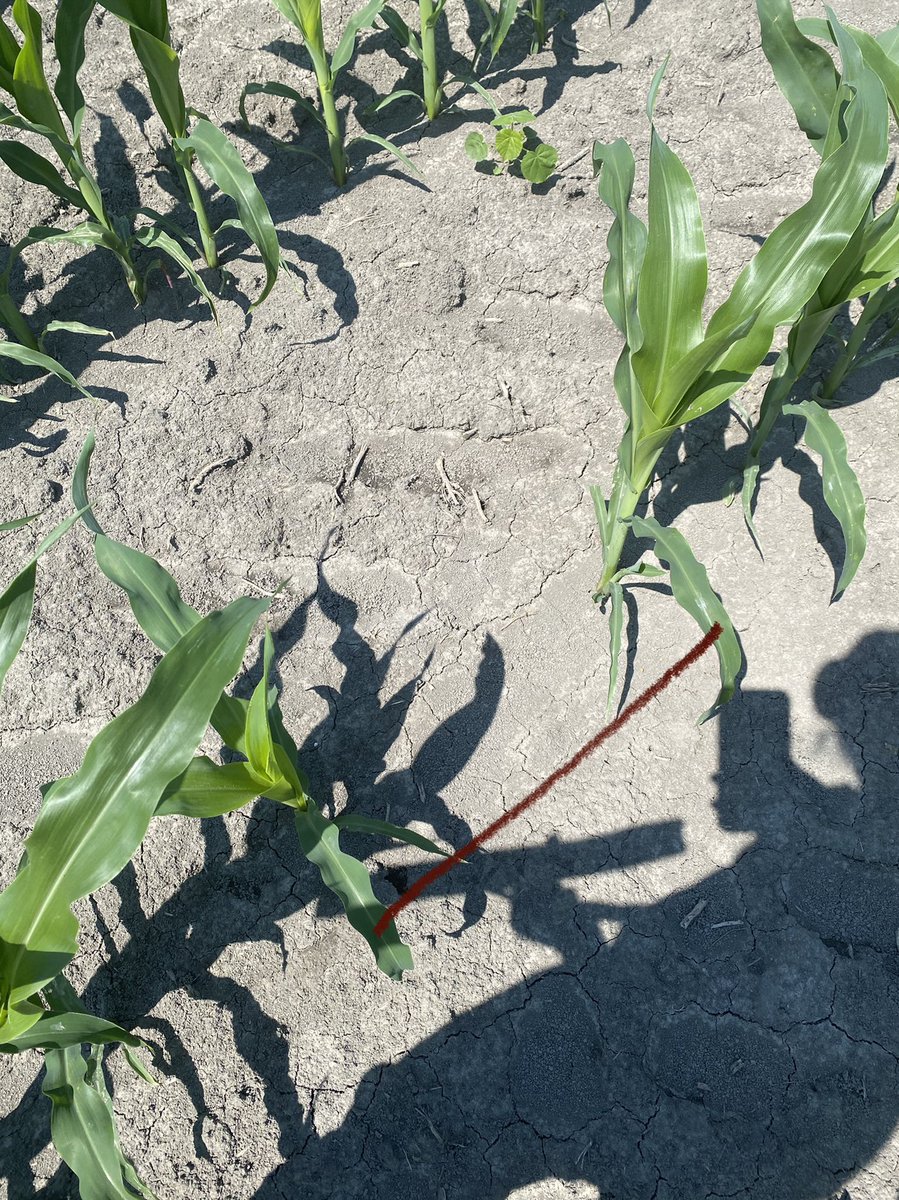 HandsorPaige's tweet photo. Checking out demo fields planted with the Maestro in SW Ont w/ @jeremycnoble TAKE AWAY FROM TODAY if you see a skip, it’s easy to assume it’s the machine but after digging at 5 different fields majority of the time the cause was a bad seed. @HorschLLC #DigFirst https://t.co/3NodDry7oB