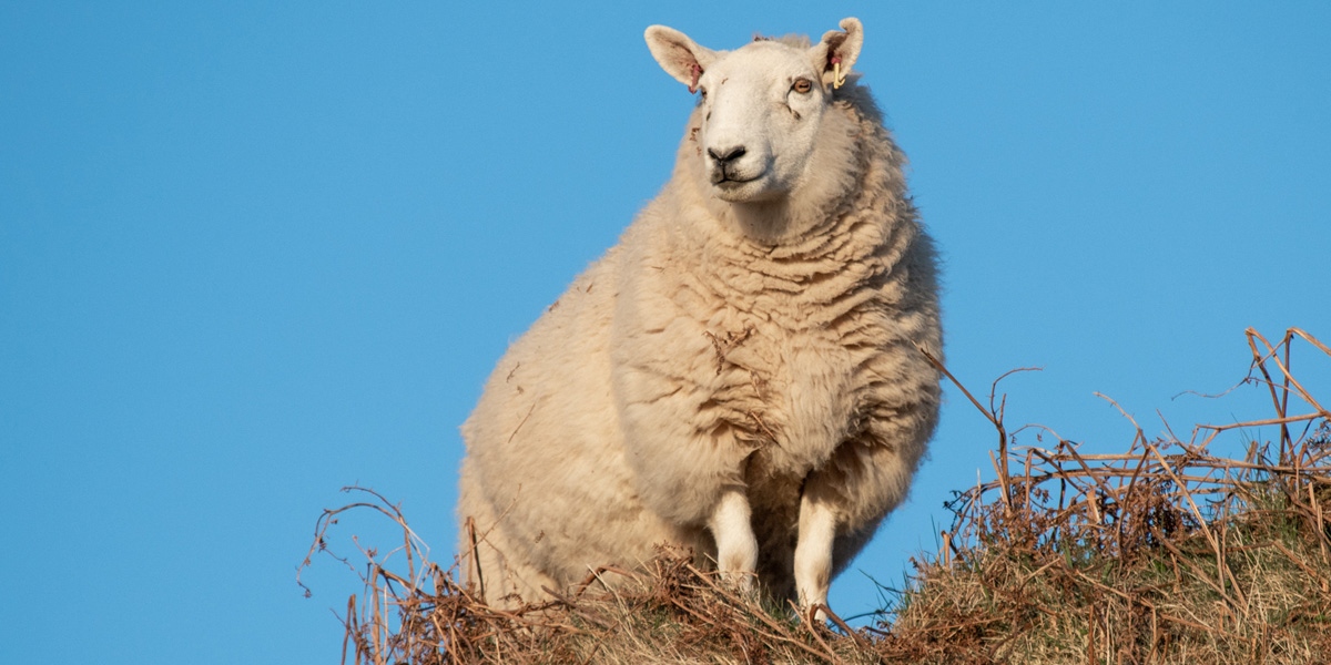 SkyeWeavers's tweet photo. Looking forward to a haircut? 🐑  It's nearly shearing time which means lots more lovely fleece for our #SkyeWool range of tweeds and throws #choosewool https://t.co/tQYc0eDmEz https://t.co/ZmK0GEctjq