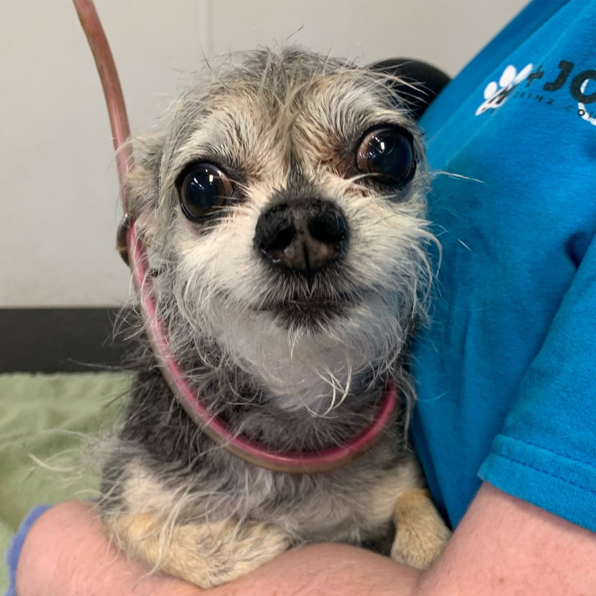 MuttandJoe's tweet photo. Some of our pup customers need extra snuggles 🥰
.
.
.
#muttandjoe #marylandgroomers #marylanddogs #marylanddogspots #marylandcoffee #mddogs #severnapark #severnaparkmd #severnaparkdogs https://t.co/dc8OYHyZv4