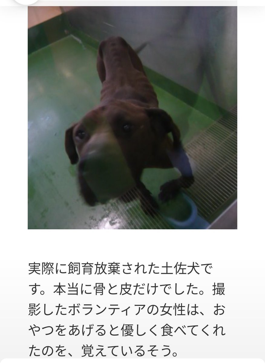 Kumiko 飼育放棄され殺処分された土佐犬がいます 飼い主に こいつはもう不要なんだ と持ち込まれ 怖がってオシッコを漏らしながら引きずられていき殺処分になりました 闘犬でした T Co Dec4bk1avl 闘犬廃止署名 闘犬反対 動物はモノじゃない