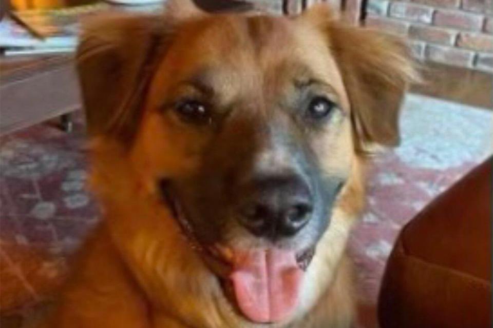 This is about a local dog out in my neck of the woods in north Idaho! Coincidentally, we also have a mountain lion roaming around the same area, &amp; while keeping my eyes out for the dog, I saw the mountain lion instead. So grateful Tilly was found, just living his best life!!