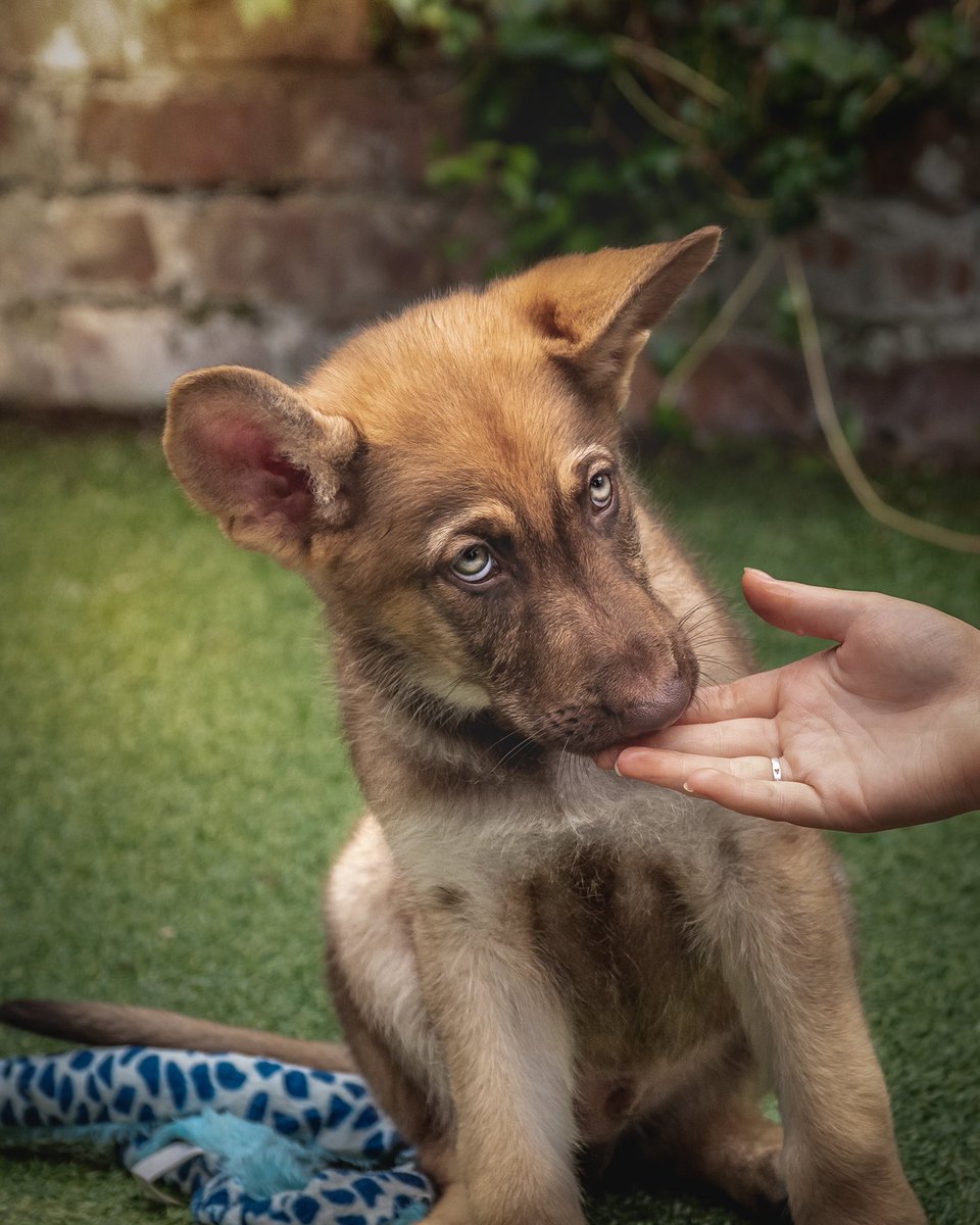 GuideDog Pup ‘Kel’ tweet media