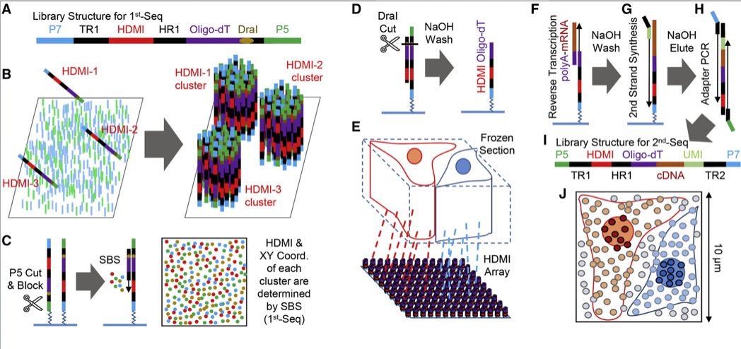 mmw_lmw's tweet photo. #Spatial_Transcriptomics | Microscopic examination using #SeqScope | Jun Hee Lee @umichmedicine @CellCellPress https://t.co/v0OoNgyVDa https://t.co/KuKEm4bf01