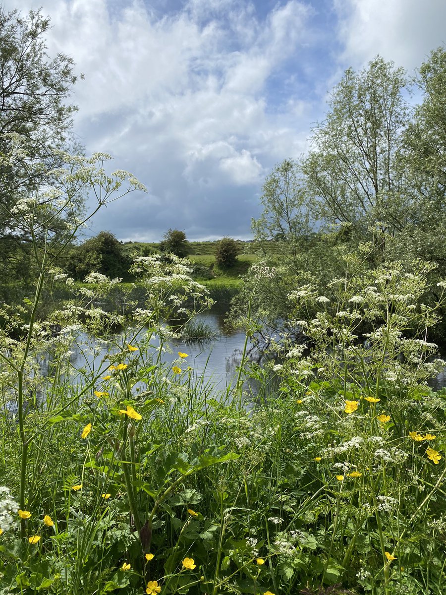 EcoShowboat's tweet photo. #Barrowline teeming with wildflowers!
@artscouncil_ie @creativeirl @IWAIreland #biodiversity #cowparsley #dogrose #iris https://t.co/5mUMsHTHfE