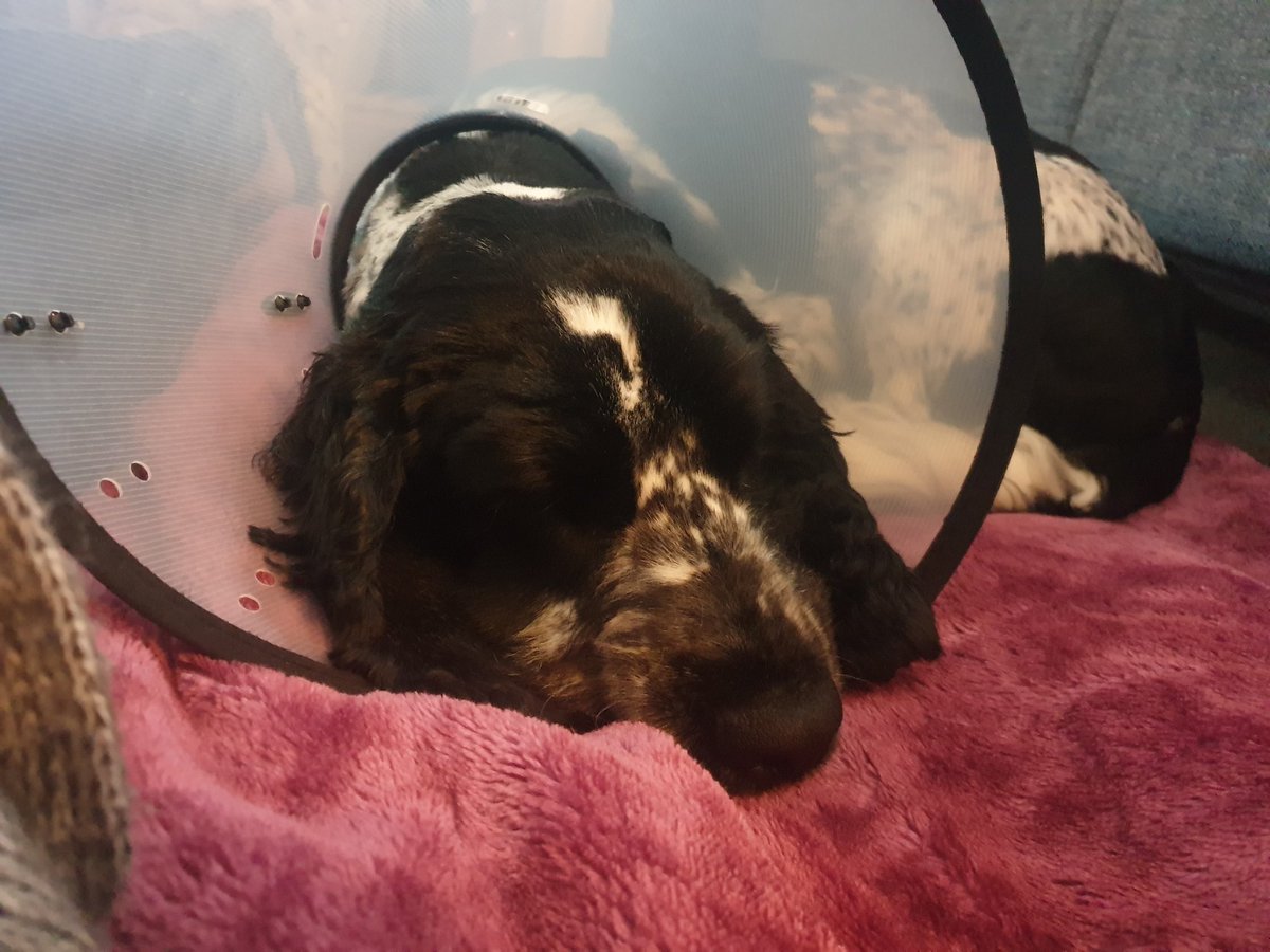 HeidiRedburn's tweet photo. Plenty of TLC tonight for our gorgeous boy after he had his big boy op today #hatingthecone #feelingsorryforhimself https://t.co/bBUdyhWRLI