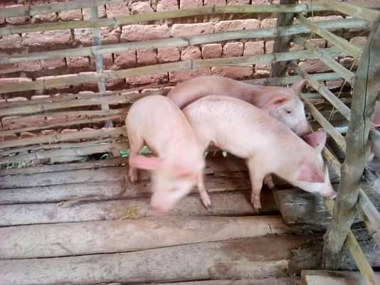 SangweCosaka's tweet photo. https://t.co/EUM8ffOcXr