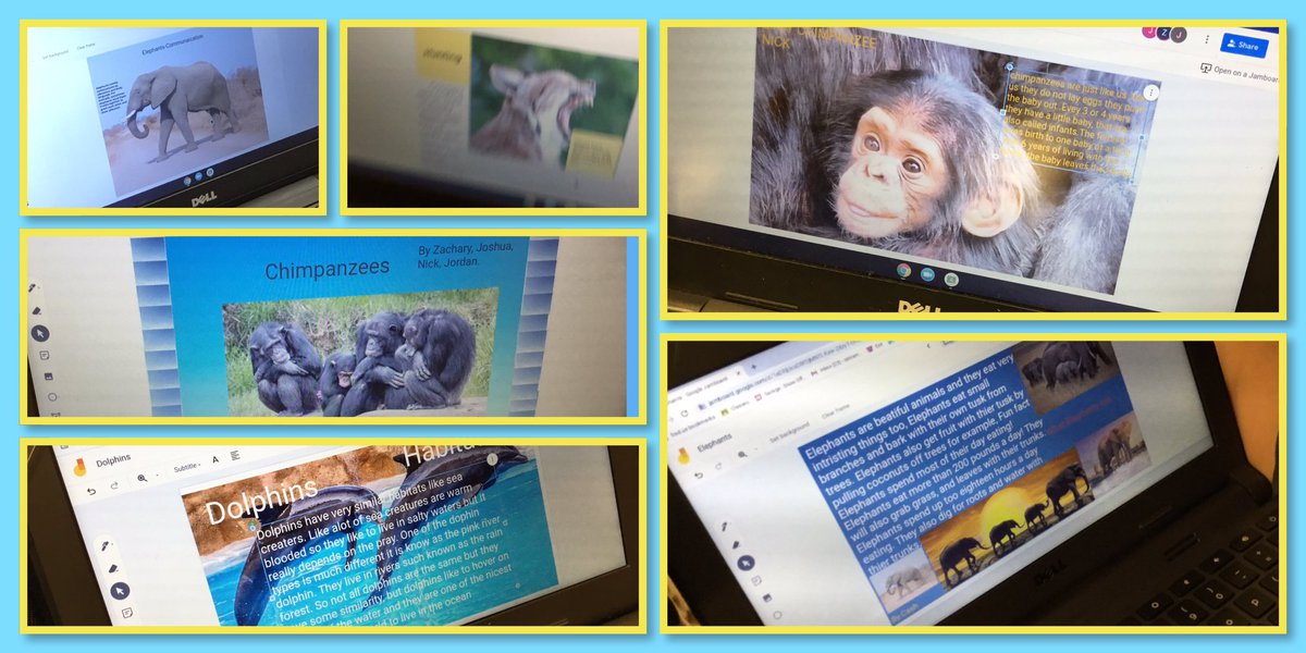 We are almost finished with our animal research group projects on Jamboard and can’t wait to share them next week with the students in  @MissRoweFRSD ‘s class at Barley Sheaf! <a href="/FlemRarSchools/">FlemRarSchools</a> <a href="/CopperHillES/">Copper Hill</a>