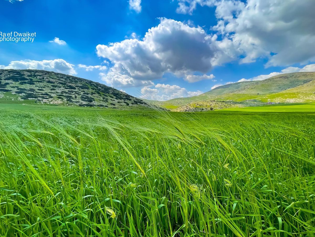 aobaidps's tweet image. طوباس الجميلة 
#فلسطين 🇵🇸
#فلسطين_جنة