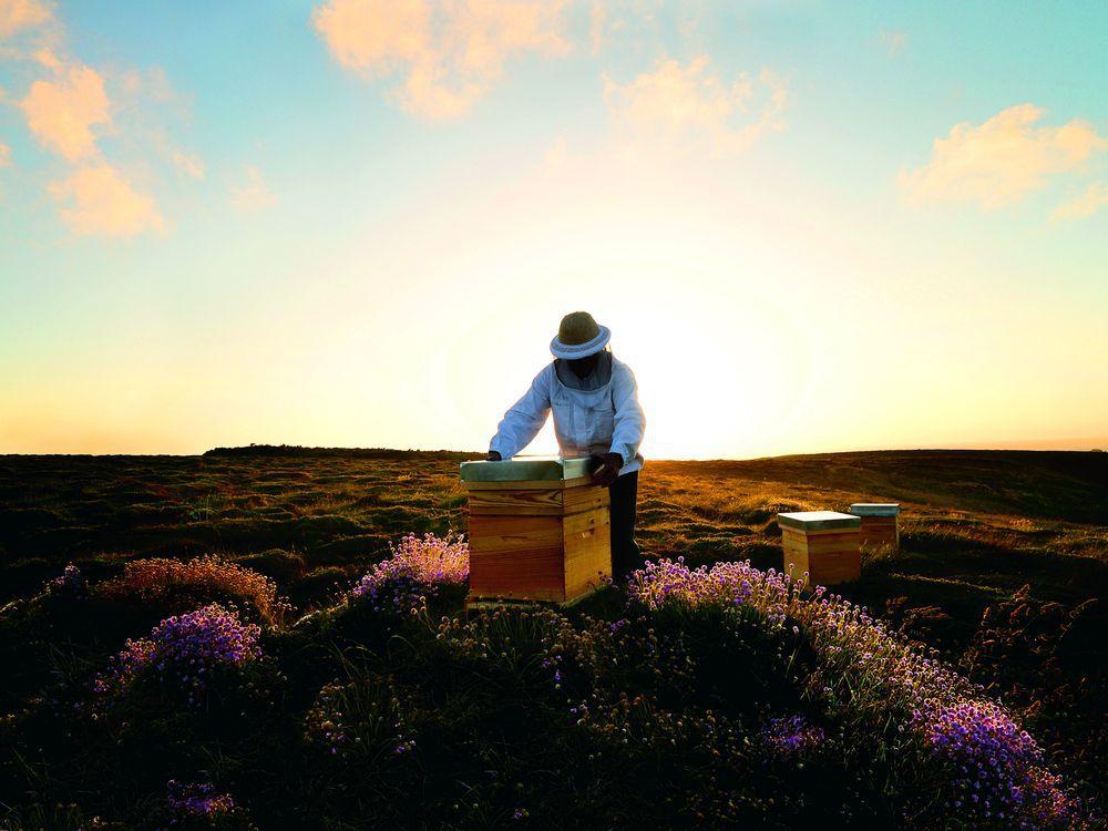 For the bees Beauty brand creates buzz with conservation initiatives