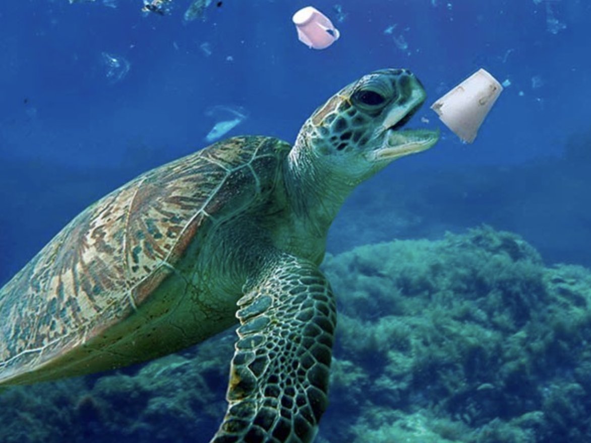 dfoceans's tweet photo. On Tuesday, @CityBocaRaton unanimously passed an ordinance banning the use of polystyrene foam (styrofoam) foodware at city events and on city property! Swipe for 📸s of our 🐢s before & after this initiative #HappyTurtles! 🥳
What a way to celebrate World Oceans Day, right? 💙🌎 https://t.co/CQOOFO2sno