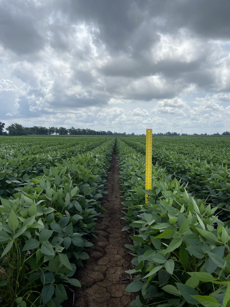 FontenotKyle's tweet photo. New Asgrow Xtend Flex lineup looking right. Here is AG 48XF2 next to AG 48X9 in a Market Development plot on Scott and Alan Williams in Avoyelles Parish - Louisiana. Planted on 4/5. Single 38” rows. @Asgrow_DEKALB @Bayer4CropsUS #PlantedbeforetheRains https://t.co/7UFkmzmuv3
