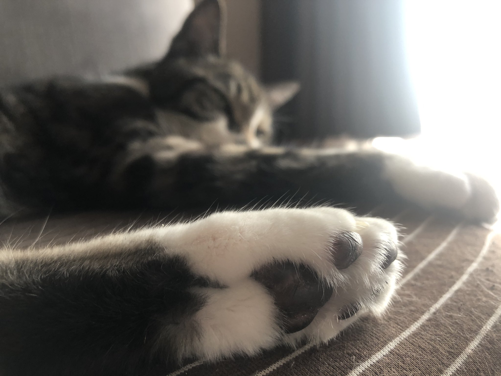 Bubudog 焦茶の肉球 T Co 8bgpuhxbzr Twitter