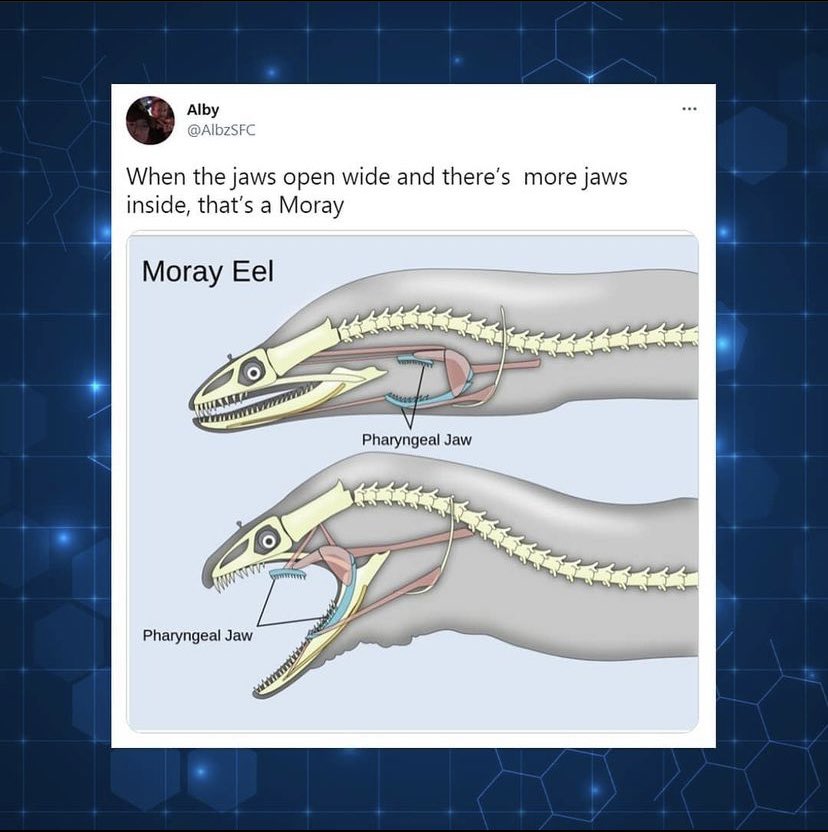 Eel Puns: Fin-tastically Funny Wordplay