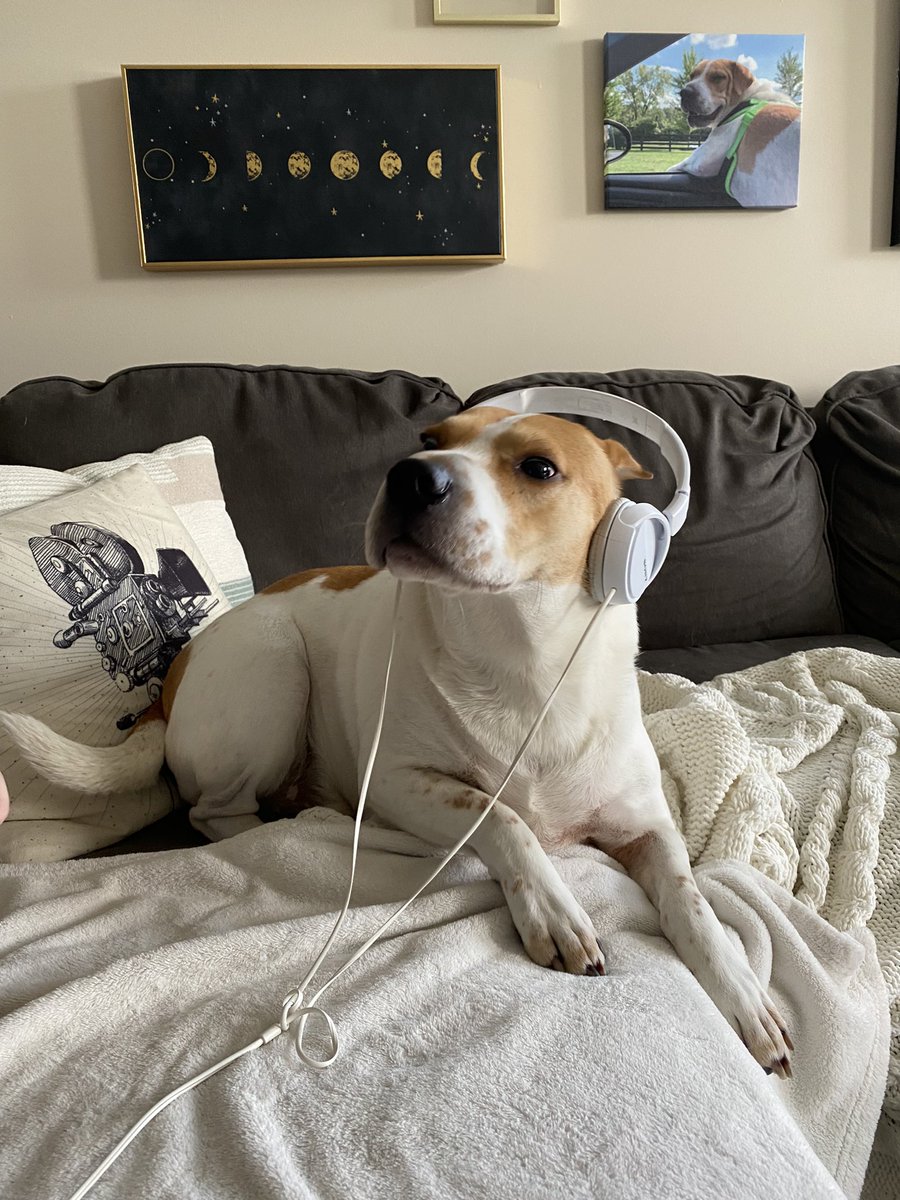 CreepyWVPodcast's tweet image. Apollo got a sneak peek of our first episode dropping tonight at midnight and gives its 5/5 woofs 🐾 will you be tuning in?? 

anchor.fm/creepy-white-v…