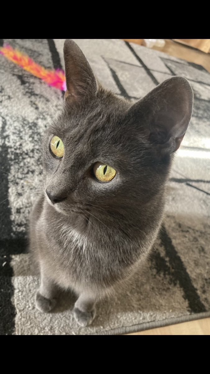 georgie_g's tweet photo. Oh really...one is listening... do tell 🧐🥸😎👍🏻 #CatsOfTwitter #catsofcats #bluecat #russiancat #本当に人間ですか #cats https://t.co/n3GDoIP6Ob