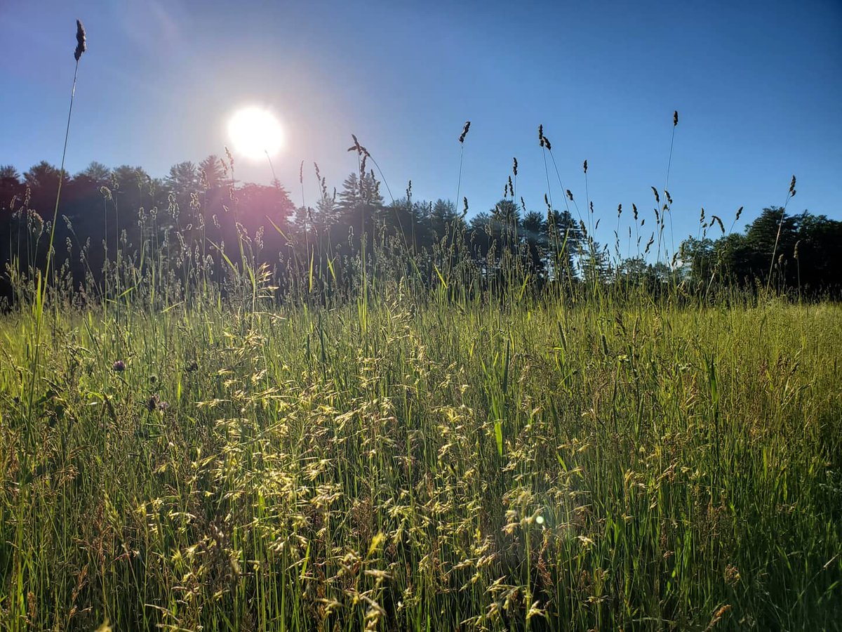 Social4Sarah's tweet image. Out for a walk. #GetOutside #FieldsOfGreen #Sunshine