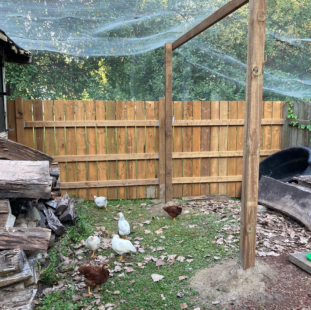 Hive2Home's tweet image. New (and more) hives, chickens are in their coop / run, and the basement is well underway!