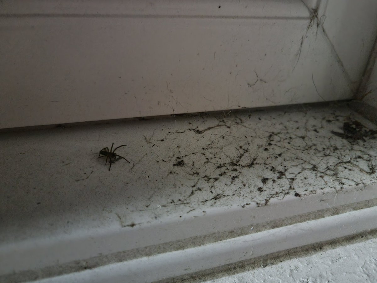 CountDankulaTV's tweet image. This week on the bachelor, after the last 2 contestants got fucking eaten, the new Chad on the block is considering trying his luck.