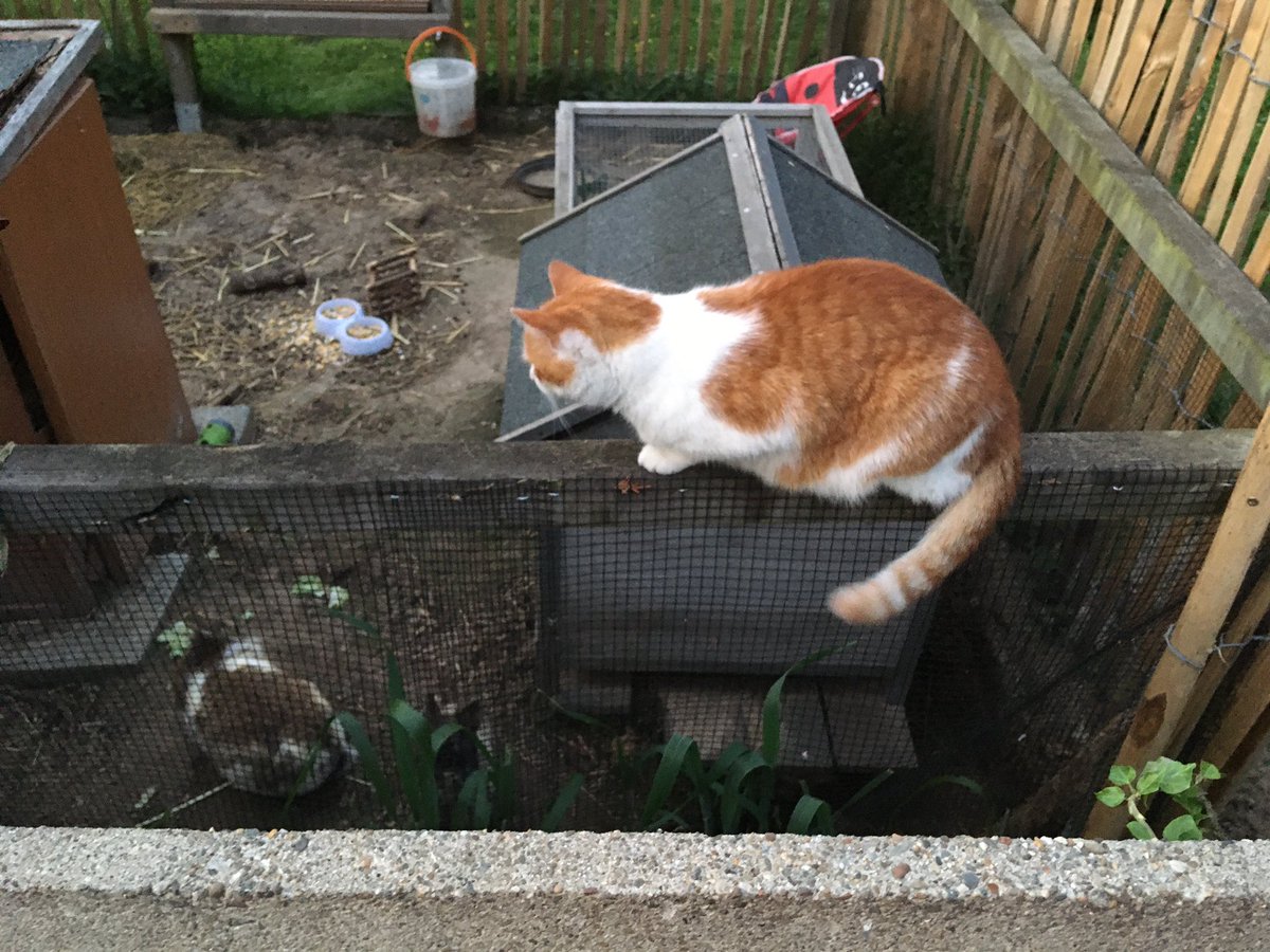 Vicpurrr's tweet photo. I’m on bunny watch!! https://t.co/zlxxoI8tj1