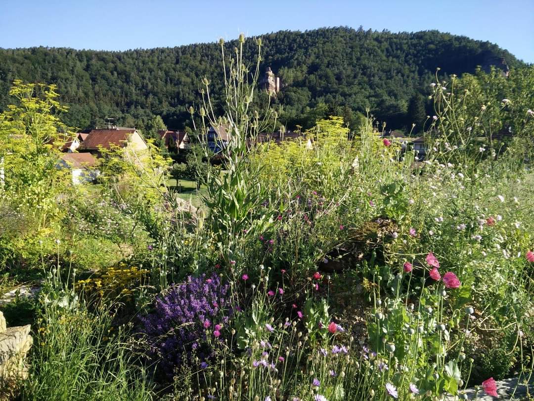 bib2strasbourg's tweet photo. Les #insectes disparaissent, comment leur venir en aide ? #SebastienHeim créateur du #jardin #hymenoptera vous apporte des réponses. RDV #samedi 12 #Juin à 10h à la #médiathèque #neudorf
 Entrée libre, #jauge limitée. #biodiversité #Strasbourg #conférence #Obersteinbach https://t.co/c1lRV9Q81p