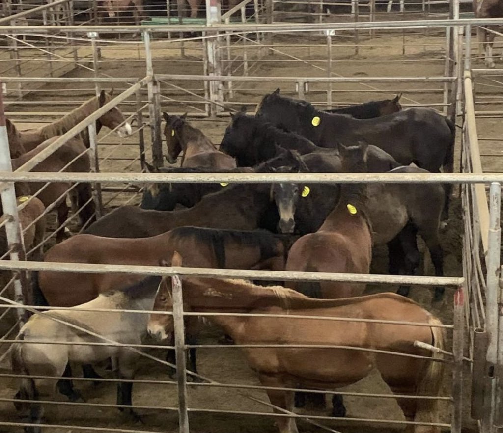 We’ve already confirmed at least 70 #wildhorses &amp; burros at slaughter auctions across the country as a result of BLM’s Adoption Incentive Program. Our legal team sent a letter to BLM, giving the agency til June 30th to end the program. If it continues — we’ll take legal action.
