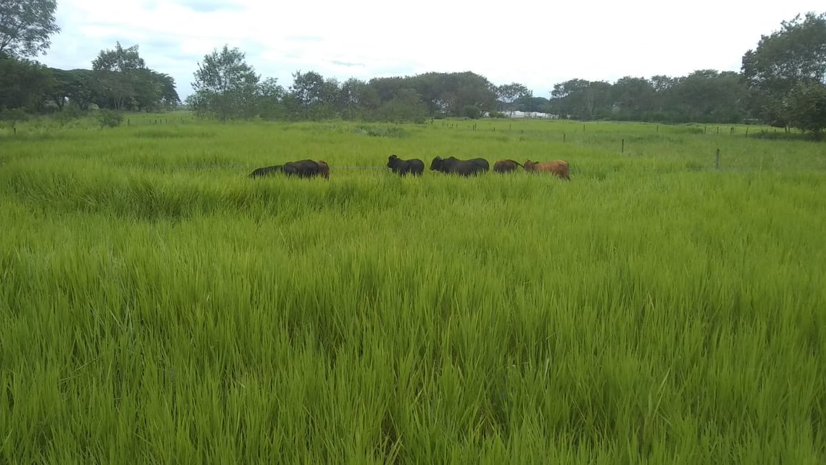 MAOZOTELO's tweet photo. #CoForLife will allow us to test benefits of improved diets and welfare upon animals. Collaborative work with @ibers_aber, @UofGlasgow , #CIPAV and #AngusAzul, @GansoColombia @UdeA https://t.co/IFUptdTRii