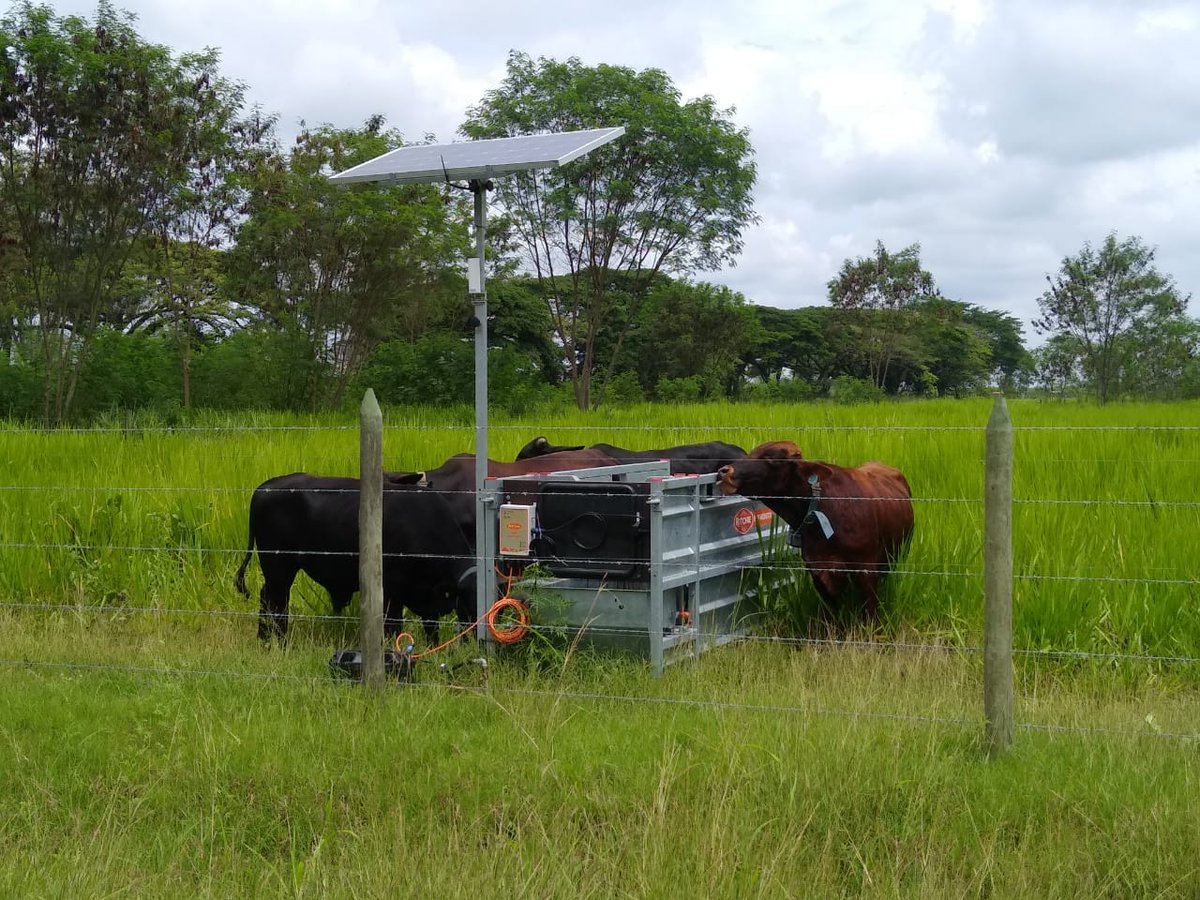 MAOZOTELO's tweet photo. #CoForLife will allow us to test benefits of improved diets and welfare upon animals. Collaborative work with @ibers_aber, @UofGlasgow , #CIPAV and #AngusAzul, @GansoColombia @UdeA https://t.co/IFUptdTRii