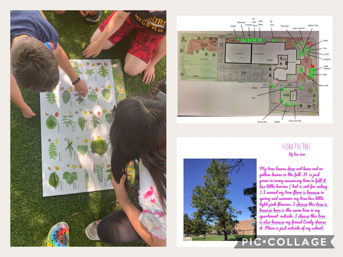 Today be inspired by 4th grade. They mapped, named, and collected data on our campus trees. This begins the Grant School Tree Field Guide, an on going PBL project.