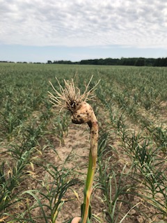 Great bulbs of garlic are coming your way in Ontario!