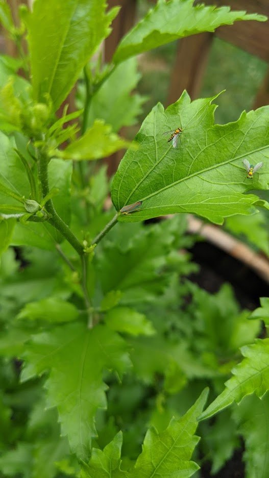 82ndABNTrooper's tweet image. #TinyBugs on my deck plants.