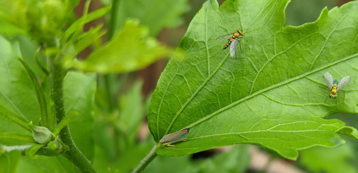 82ndABNTrooper's tweet image. #TinyBugs on my deck plants.