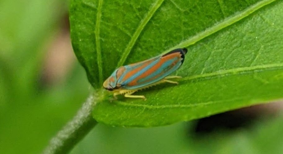 82ndABNTrooper's tweet image. #TinyBugs on my deck plants.
