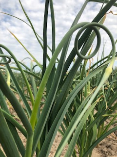 Nutrient dense, flavour packed garlic scapes are the bountiful beginning to Ontario’s garlic season.