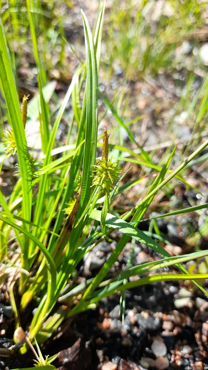 Two great plants from today Hierochloë odorata (holy grass, myskgräs) and Carex flava (great yellow sedge) which in Sweden has the fantastic name knaggle Starr