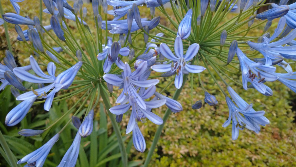 おヒツ بحث في تويتر