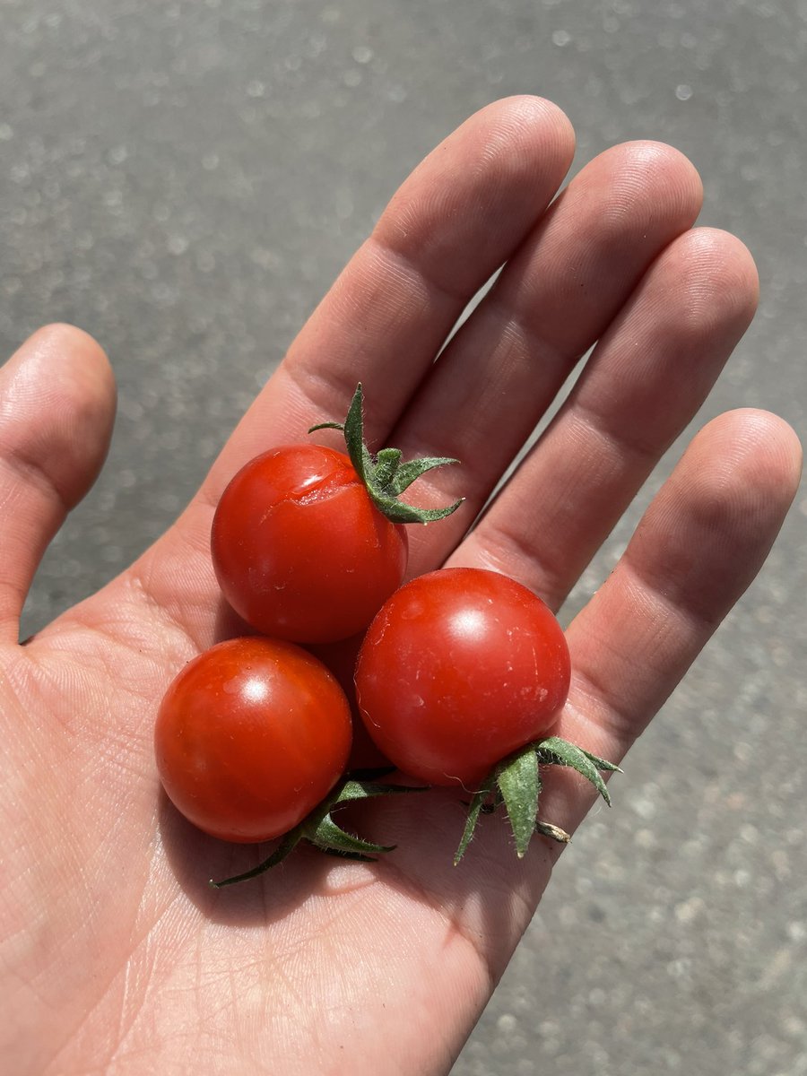 Natalie Hoidal tweet media