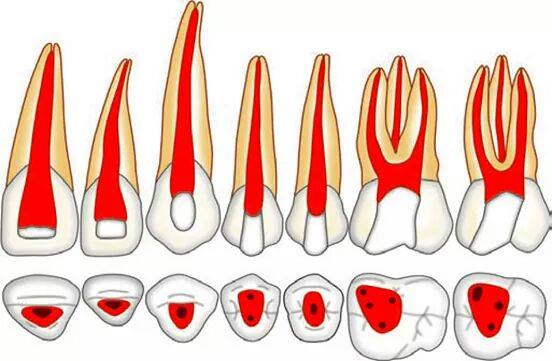 Upper teeth orifices