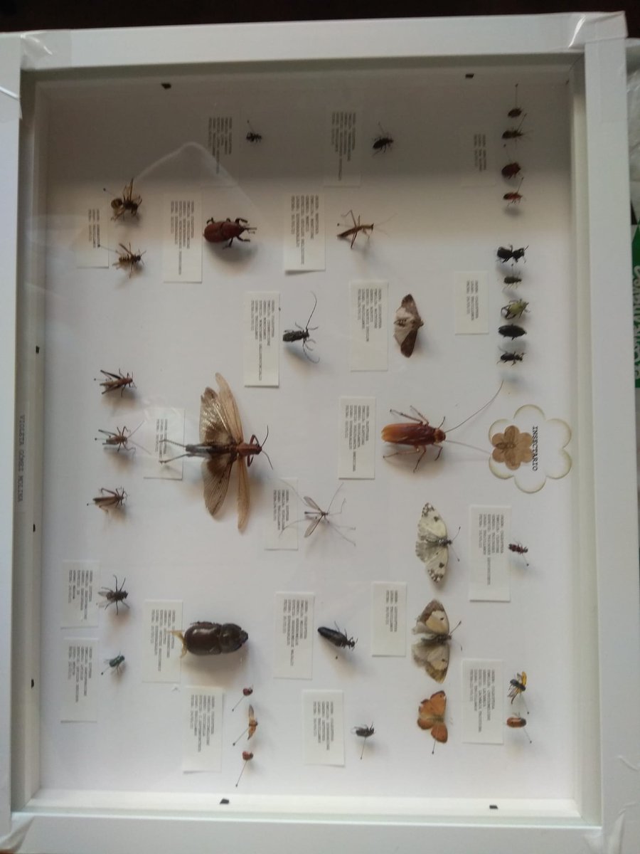 SalesianosMerida tweet media