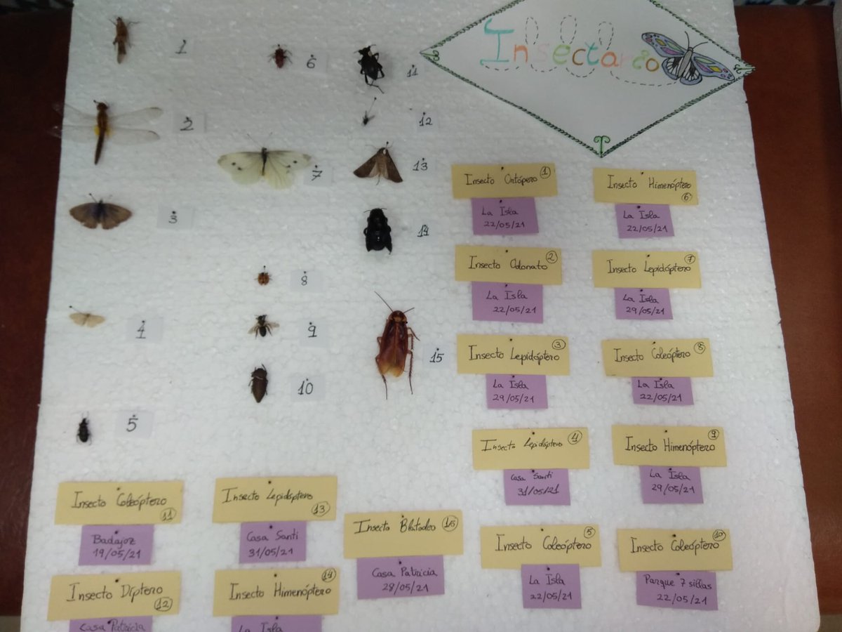 SalesianosMerida tweet media