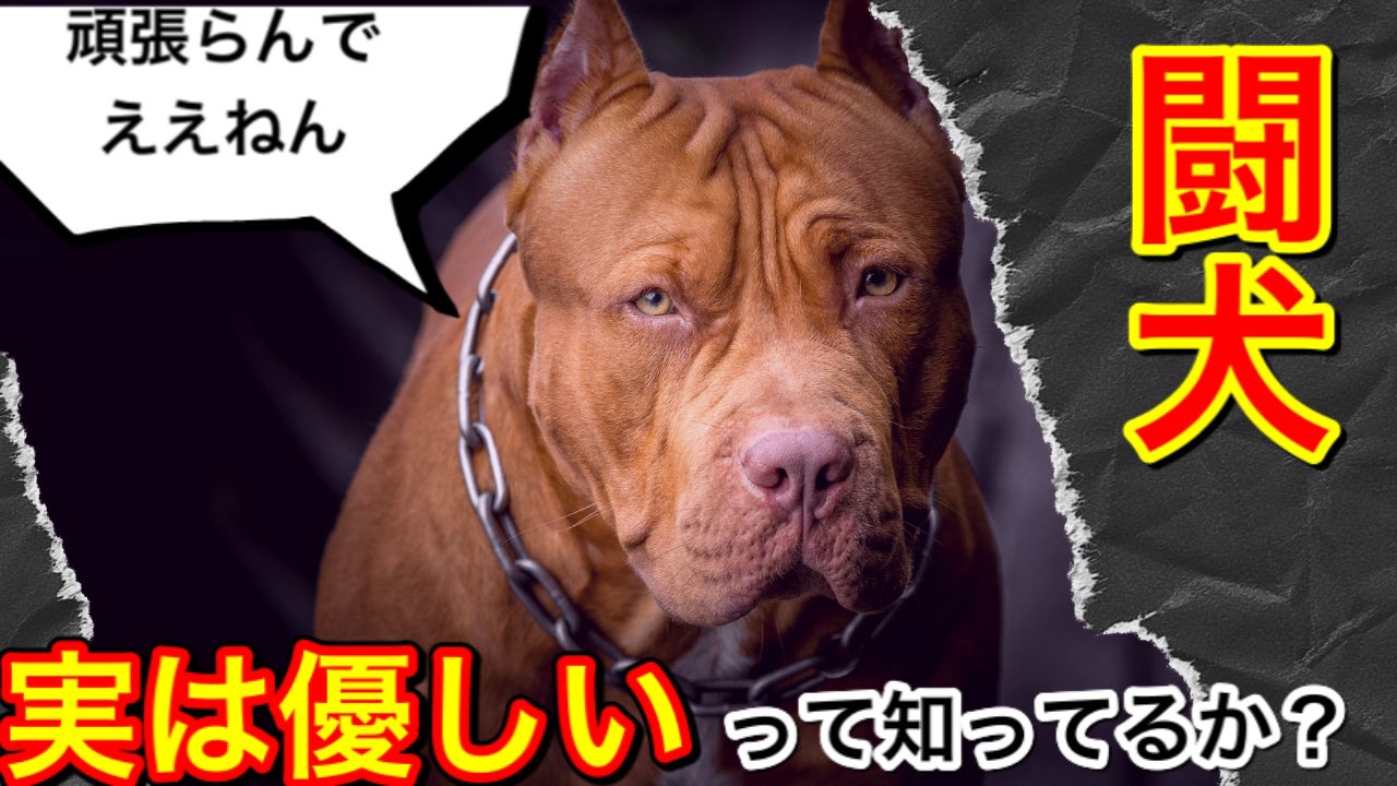 Tweets With Replies By ミスターノーバディ 保護犬たちのパックリーダー見習い Mr Nobody1118 Twitter