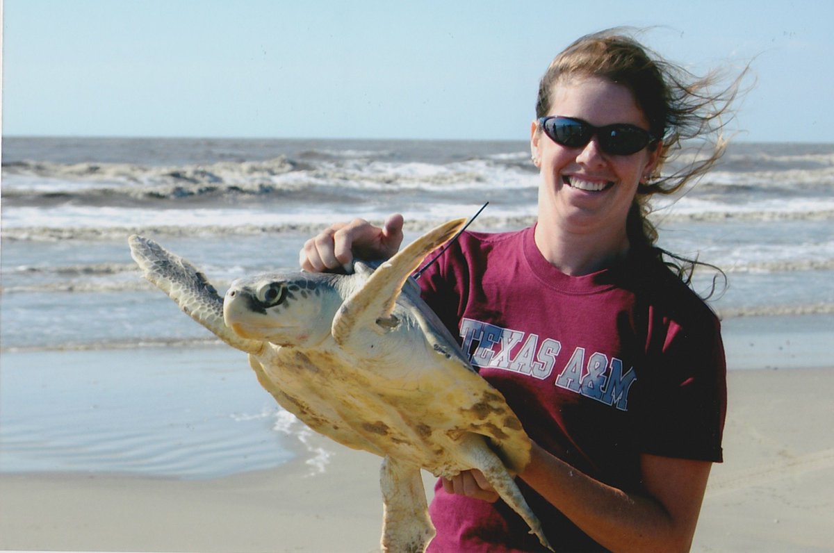 erin_seney's tweet image. It&apos;s #KempsRidley Day! I&apos;ve been lucky to work with this small (max ~100 lbs), sassy species throughout my career, including for my PhD (@TAMU/@AggiesByTheSea) &amp;amp; ongoing diet and offshore work as part of #UCFTurtleLab. #SeaTurtleWeek #FieldHairDontCare 📸: J Leibrecht, R Welsh.