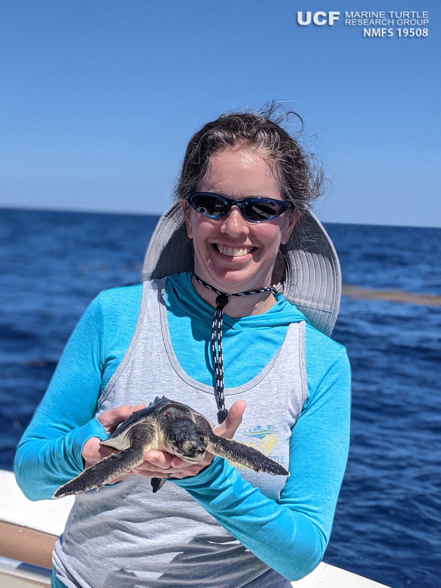 erin_seney's tweet image. It&apos;s #KempsRidley Day! I&apos;ve been lucky to work with this small (max ~100 lbs), sassy species throughout my career, including for my PhD (@TAMU/@AggiesByTheSea) &amp;amp; ongoing diet and offshore work as part of #UCFTurtleLab. #SeaTurtleWeek #FieldHairDontCare 📸: J Leibrecht, R Welsh.