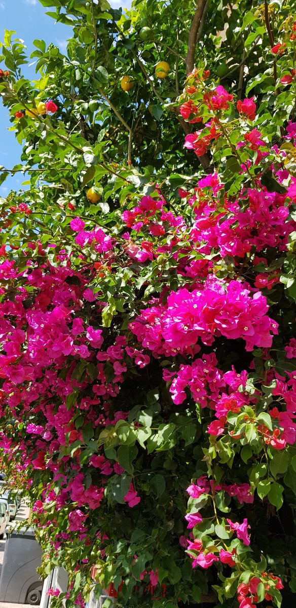 mar_de_sirena's tweet photo. @Albinacotza @LopezyValiente @HarryVasquez4 @s_msonia @LockettsPeter @clromero77541 @tapsakooo @Natasha79027556 @no_Eva_no @foreign_Gman @RamazzottiEros Grazie🇮🇹Bina!
Saudade💓#Italy🇮🇹!
#SalutiDiSalute🇮🇹#Italia!

Como estamos, minha querida?

#Health Y #Peace🌍🌎🌏#Worlds!
#Union is #Health💓
✌️
#BreatheUnion🌻#BePeace

WE #Dance Union🌍🌎🌏#MusicHasNoBorders🎵
#BeUnion🕯️LuZ
#OHMusic💓🎵🙏
#NinaSimone🎵Here Comes the Sun (#Audio) https://t.co/eFEN7g4UwO