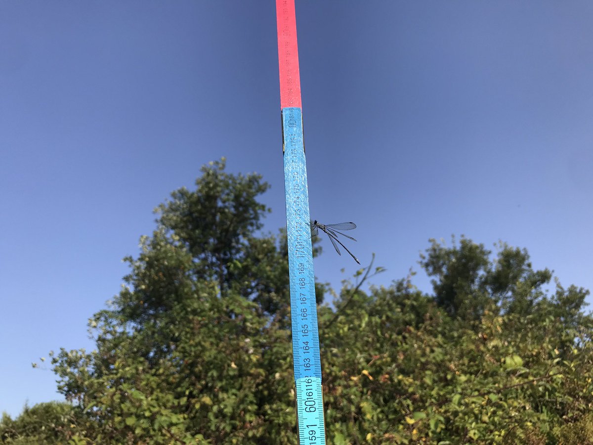 chozas_sergio's tweet image. #plantsampling #dragonfly #Doñana #coolfoldruler