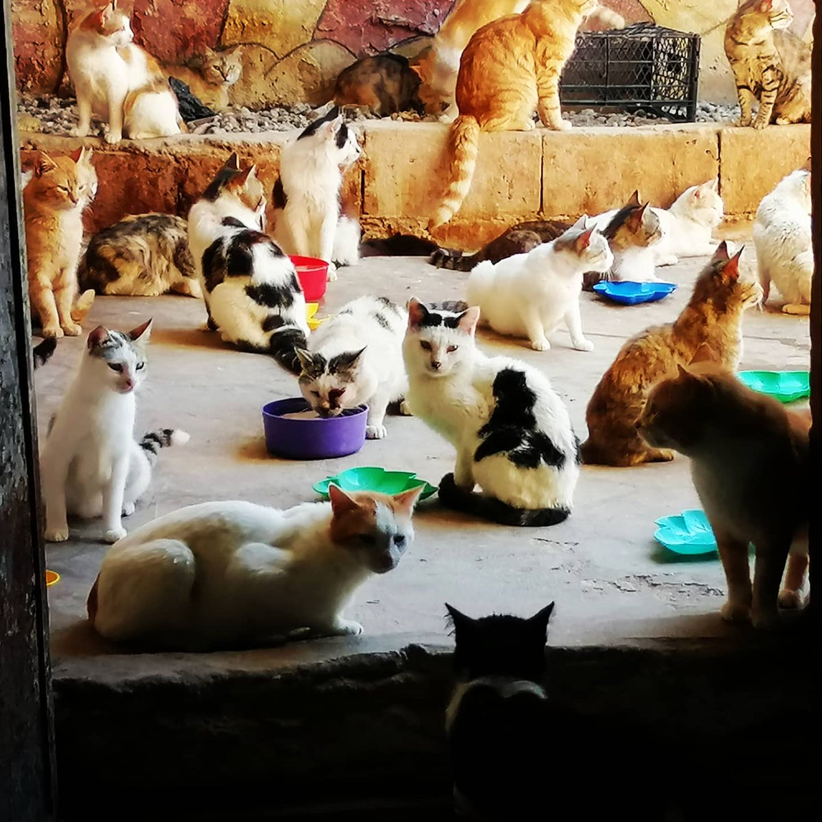 Daily meals to feed hundreds of open mouths, all that can be said is that these creatures must eat every day.  It is taken care of.  Nothing can be done otherwise.  Please donate for the month of June to reach the goal
Paypal link❤🐕🐈🙏👇
paypal.com/cgi-bin/webscr…