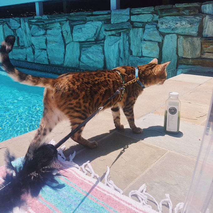 sushi exploring the backyard after pretending she couldn&rsquo;t walk in the harness for 2 days https://t.<a href="/tag/tokyo"class="tags"><span>#tokyo</span></a>